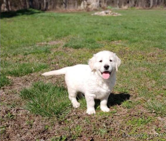 Golden retreiver pour adoption