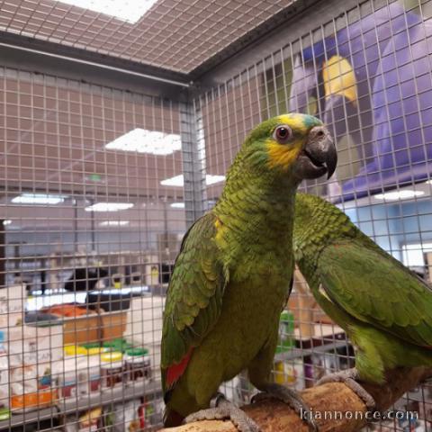 Magnifique Amazone à front bleu