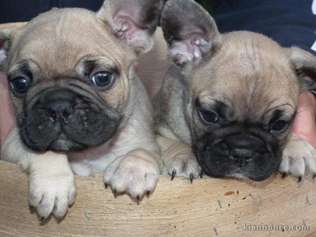 Bouledogue français Non lof