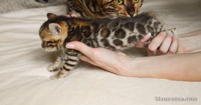 Magnifiques Chatons Bengal 