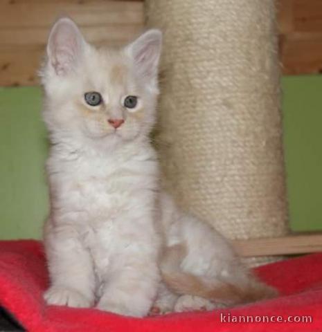 Chaton Maine Coon Age: 3 mois