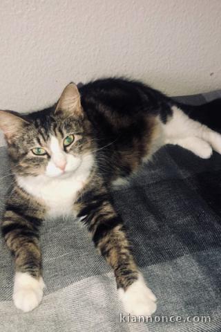 CHATTON FEMELLE A LA RECHERCHE D\