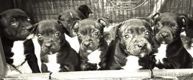 Choit  Staffordshire Bull Terrier disponible 