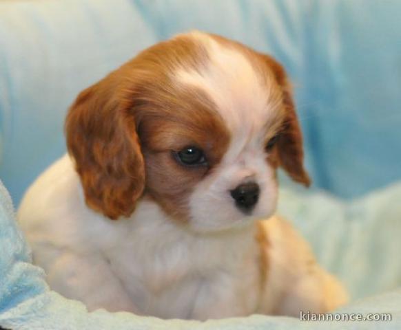 bébé chiot cavalier king charles