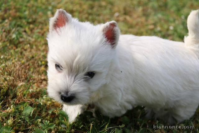Adorable chiots Westie a donner