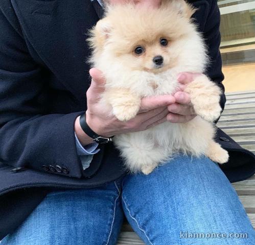 Magnifique spitz nain à donner 