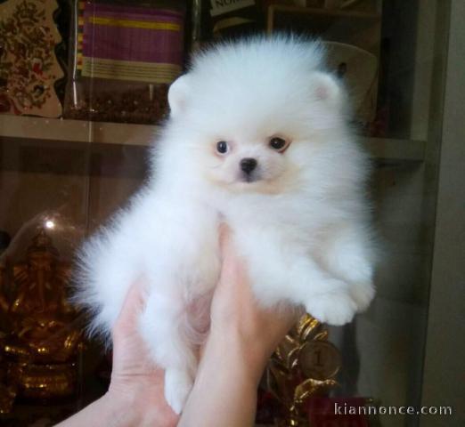A donner Chiots spitz nain