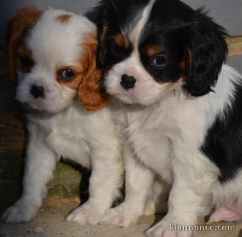 A Cèder Cavalier King Charles