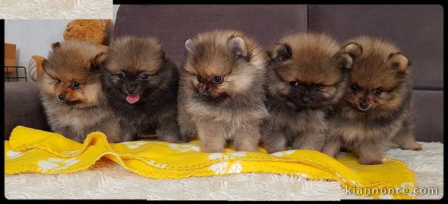 Magnifiques Chiots Spitz Nain Poméranien Pure Race