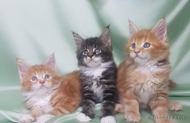 Superbes Chatons Maine Coon Pure Race Pedigree