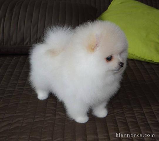 Magnifique Chiots spitz nain LO