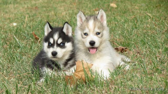 Beaux chiots husky siberien