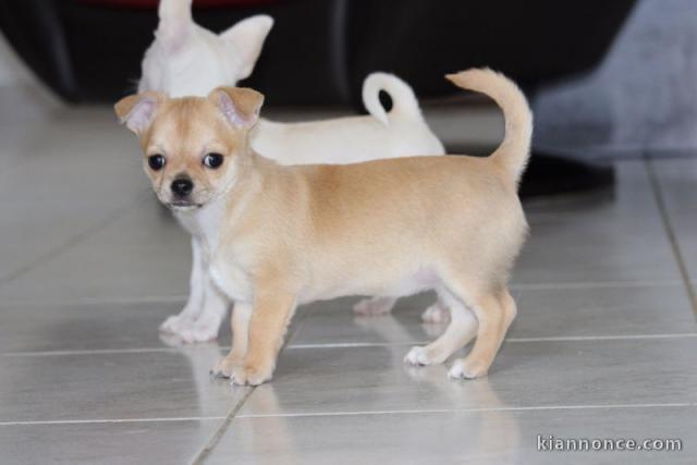 adorable chiots chihuahua