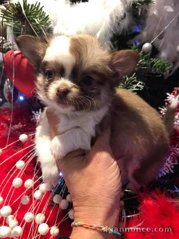 très beaux chiots chihuahua