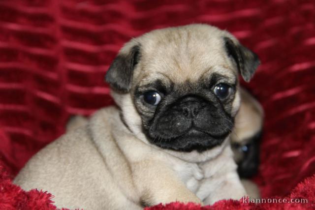 disponible adorable Carlin LOF 