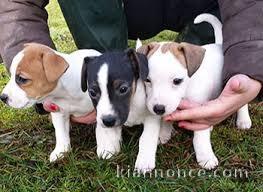 disponible chiot type jack russell