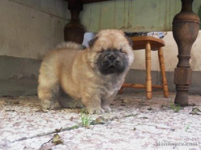 Très Baux Chiots chow chow