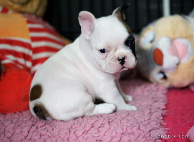 Magnifique et adorable chiot bouledogue francais