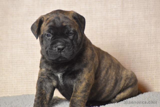 splendide Chiot Bullmastiff mâle 