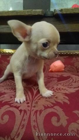 Magnifiques chihuahuas inscrits au LOF