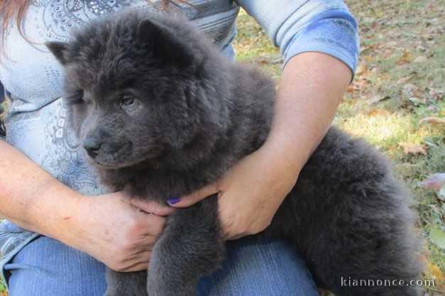  A donner chiot type Chow Chow 