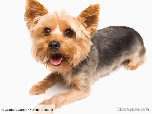 Cherche a adopter un petit chien 