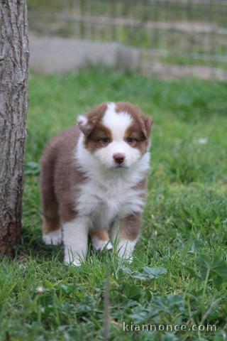 Magnifique chiots berger australien a donner
