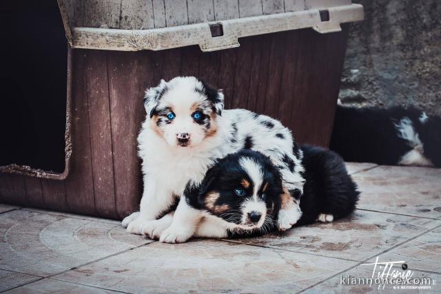 Chiot Berger Australien 