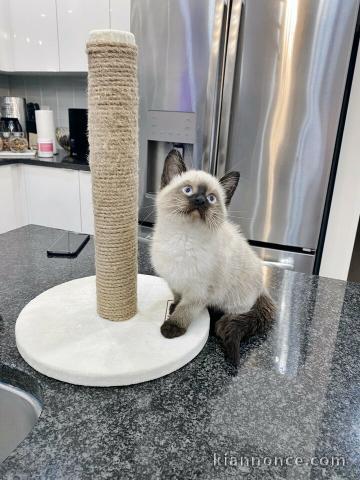 CHATONS SACRE DE BIRMANIE LOOF