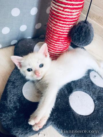 donne Chatons Sacré de Birmanie