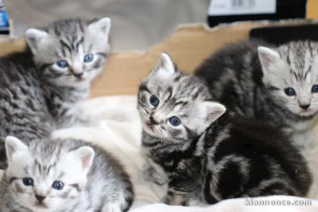 avons des chatons british shorthair