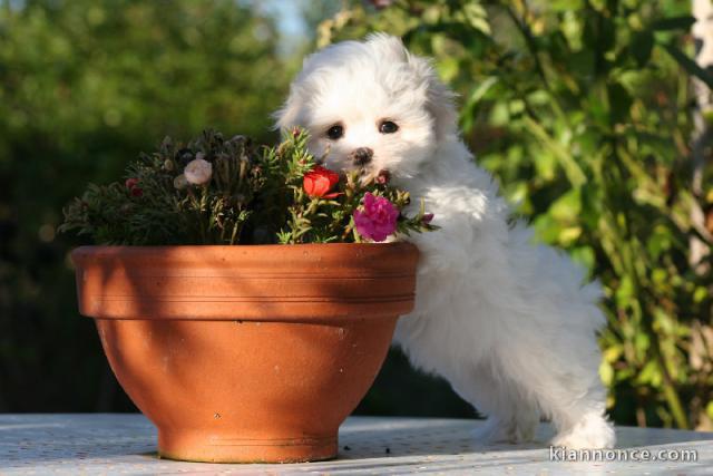 Pour Noël Chiot type bichon maltais Femelle