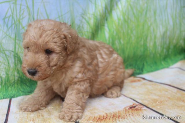 Magnifique caniche a donner 