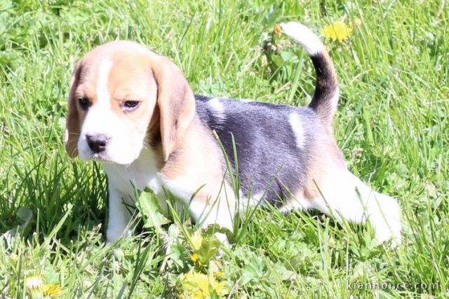 chiot Beagle  a donner