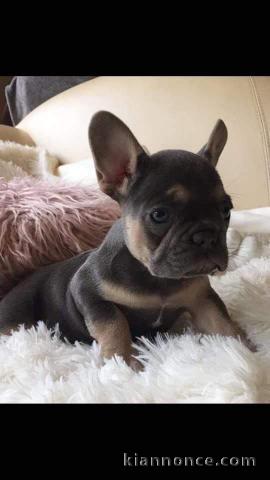 Adorable bouledogue français 