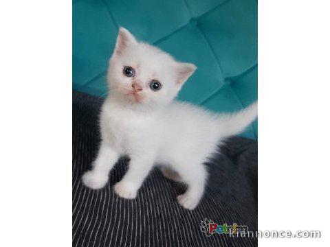 Je veux adopter un petit chat blanc. British Shorthair ou Ragdoll