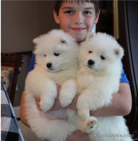 CHIOTS samoyéde loof pour famille