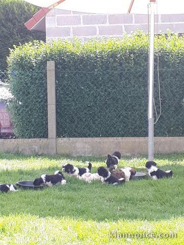 Exceptionnels  Chiots Shih Tzu Pure Race