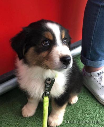 Votre adorable Berger Australien