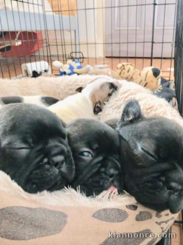 Six beaux français A DONNER URGENT 