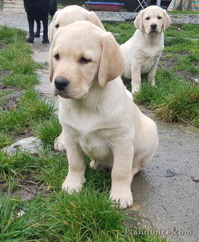      superbe chiots labrador