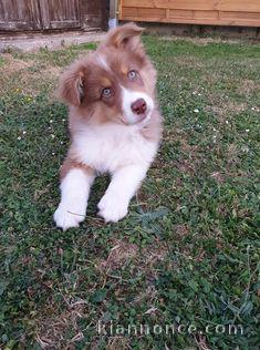 à donner contre bon soin chiot LOF