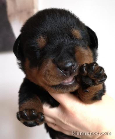  Chiots Rottweiler A DONNER 