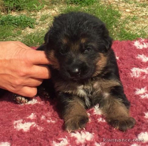 Magnifique chiot berger allemand à donner