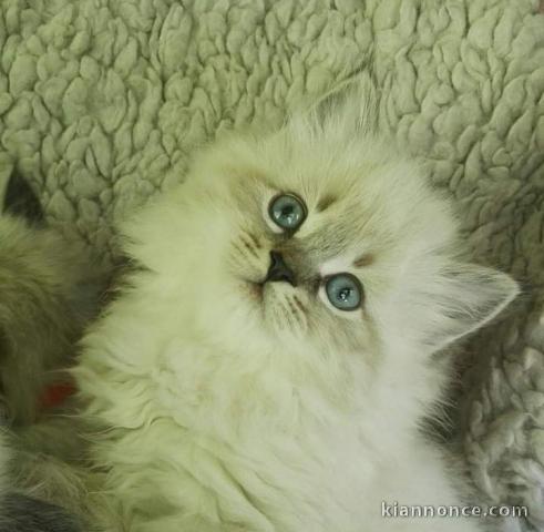 magnifique chiots husky siberien a adopter