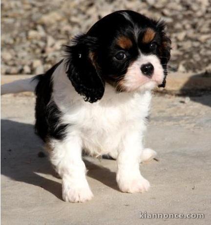 Jolie Chiot cavalier king charles femelle 