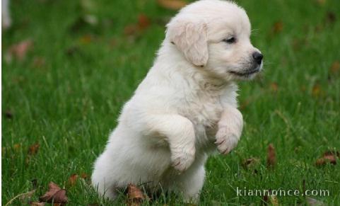 A céder Chiot golden retriever femelle 