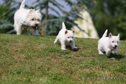 Sublimes Chiots Westie ( West Highland White Terrier) Pure Race P