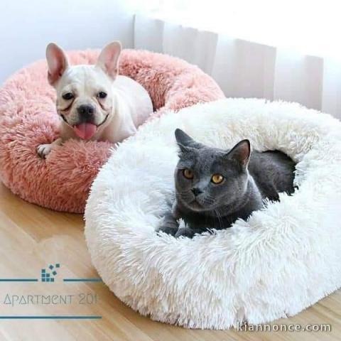  Adorables chatons Bleu Russe Pure Race