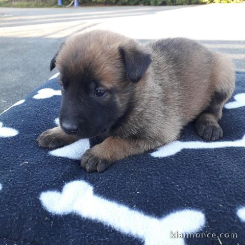 Magnifique  chiot Berger belge à donner 